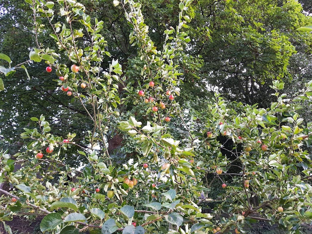 Friends of Highfields Community Orchard