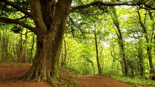 Lush green forest with a large tree and a winding path covered in fallen leaves.