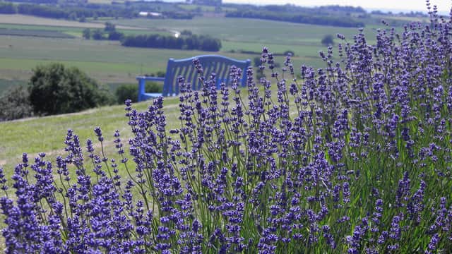 Yorkshire Lavender - Attraction in terrington