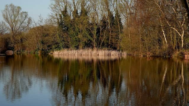 Serene pond reflecting trees and reeds, surrounded by lush greenery in a tranquil Yorkshire landscape.