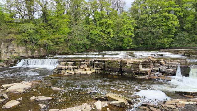Richmond Falls features cascading water over rocky ledges, surrounded by lush green trees and a serene riverbank.