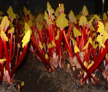 E.Oldroyd & Sons Forced Rhubarb Shed