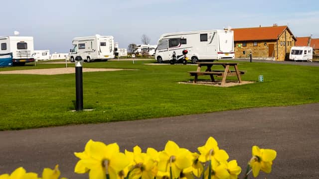 Caravan park with white motorhomes, green grass, a picnic table, and blooming yellow daffodils in the foreground.