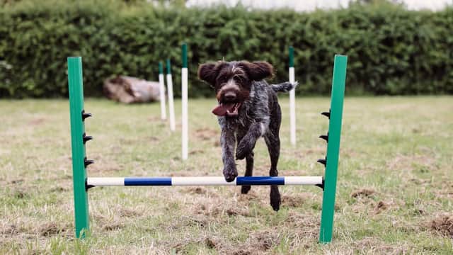 A dog jumps over an agility hurdle in a grassy field surrounded by green hedges.