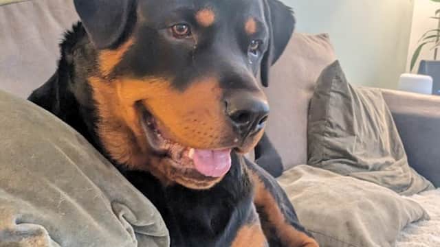 Vets for Pets - Leeds Colton - Vets in colton