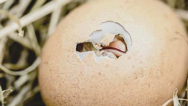 Cracked egg with a small chick emerging, surrounded by straw.