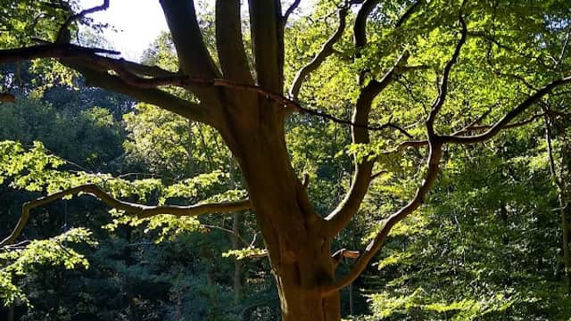 A large tree with sprawling branches and green leaves in a sunlit forest setting.
