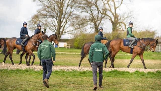 Minster Equine Practice, Poppleton - Vets in york
