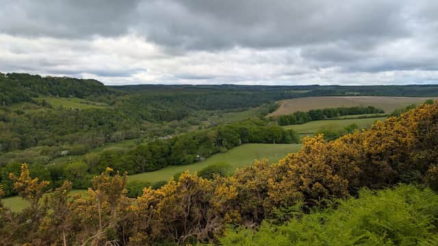 Scenic view of rolling green hills and trees under a cloudy sky, with yellow flowering shrubs in the foreground.