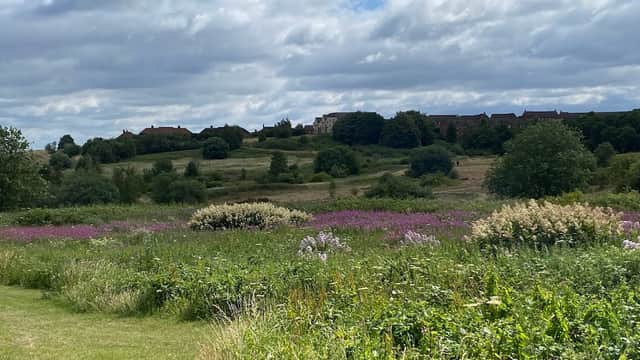 Lush green fields with purple wildflowers under a cloudy sky, overlooking distant buildings in Manor, Yorkshire.