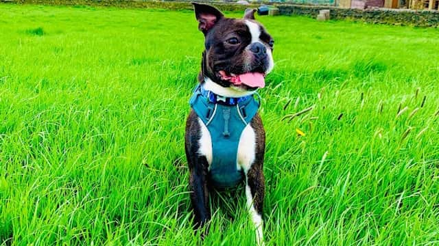 A black and white dog wearing a blue harness sits in a lush green field with rolling hills in the background.