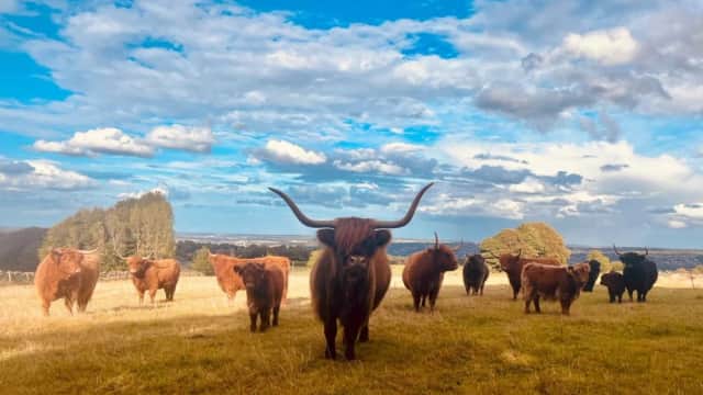 Highland Cow Experiences - Attraction in sheffield