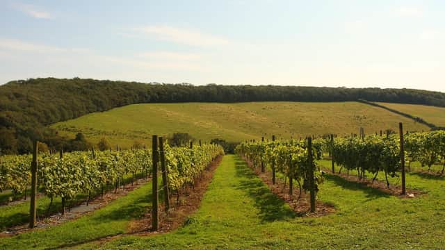 Vineyard rows stretch towards rolling green hills under a clear blue sky at Little Wold Plantation, South Cave.