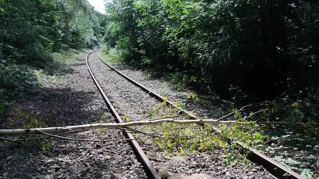 Overgrown railway tracks winding through lush greenery with a branch obstructing the path.