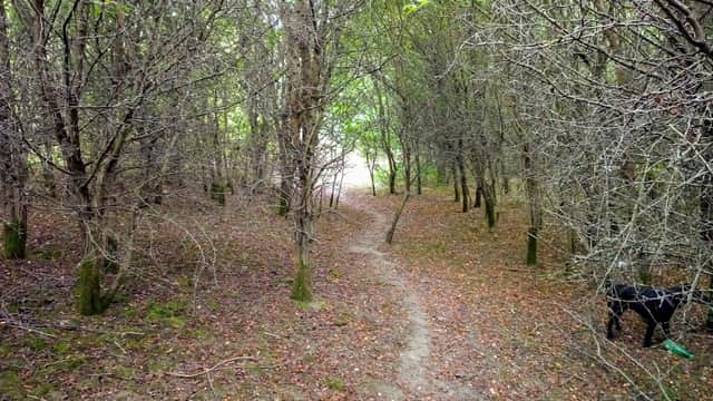 A narrow dirt path winds through a wooded area with sparse trees and fallen leaves, a black dog is visible on the right.