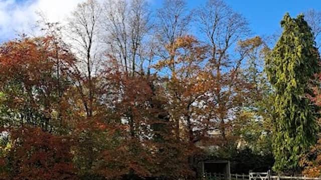 Lush green field with colorful autumn trees under a clear blue sky at Ridgefield Nursery, Plompton, Yorkshire.