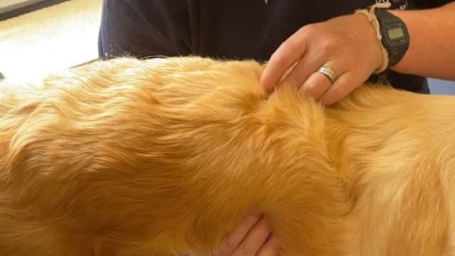 The K9 Chiro - Vets in harrogate