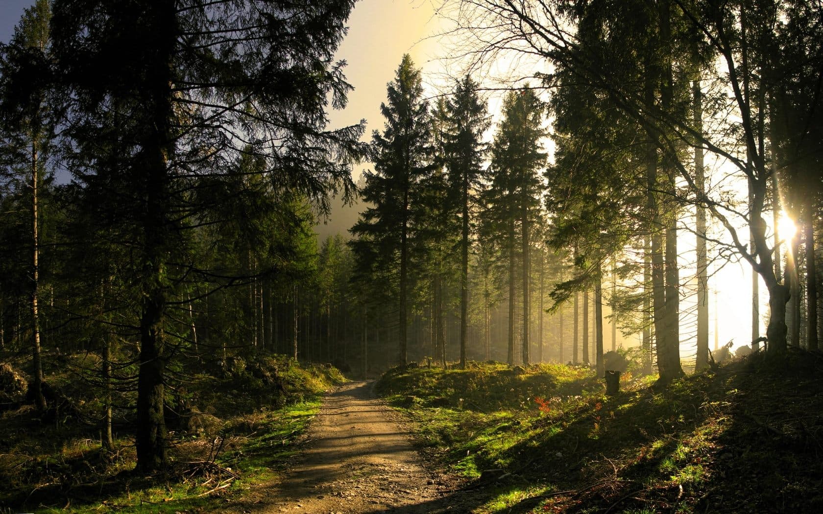 Trail Explorers