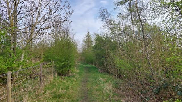 Narrow grassy path through lush greenery and trees at YWT Ledston Luck Nature Reserve in Yorkshire.