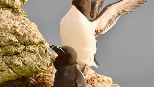 Two seabirds on rocky cliffs, one with wings spread, against a gray sky.