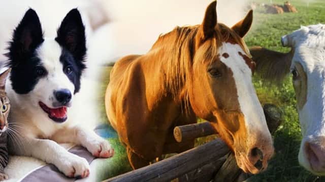 Forest House Veterinary Surgery - Vets in knaresborough