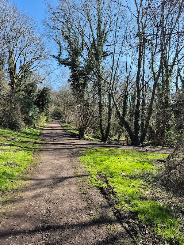 Cat Lane Wood