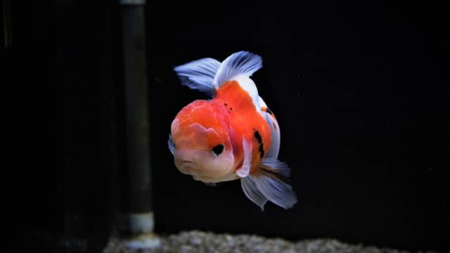A vibrant goldfish with orange and white markings swimming in a dark aquarium.