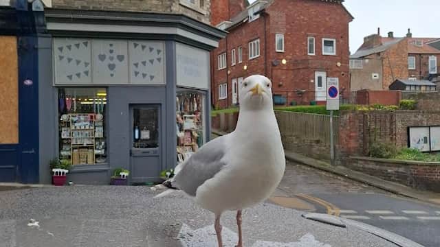 Pedrington's Portal - Gift Shops in scarborough
