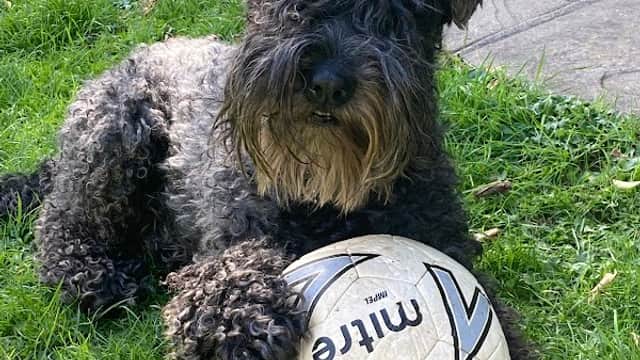Swale Veterinary Surgery - Vets in richmond