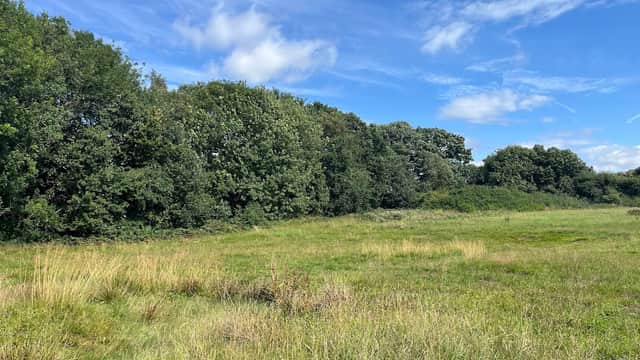 Swales's Horse Chestnut - Historic Site in headingley