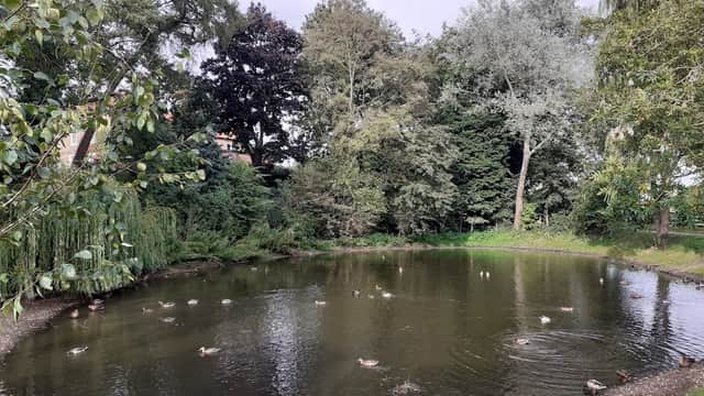 A serene pond surrounded by trees, with ducks swimming and floating on the water's surface in Warthill, Yorkshire.