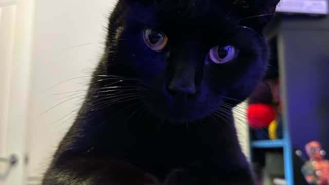 Vets4Pets Doncaster - Vets in doncaster