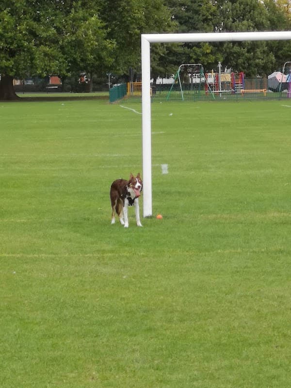 King George V Playing Field
