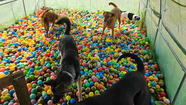 Dogs play in a colorful ball pit filled with plastic balls at Cool K9 in Sherburn, Yorkshire.
