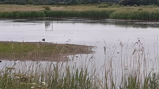 Lush wetlands with calm water, tall grasses, and distant trees under a cloudy sky in North Cave, Yorkshire.