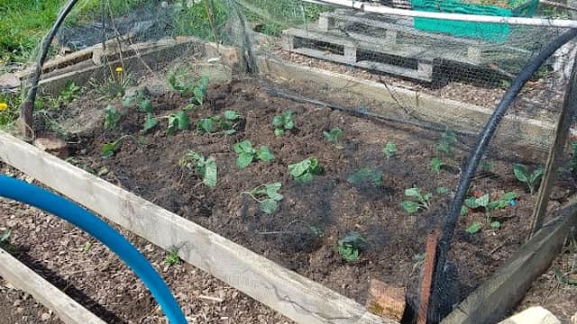 Park Square Allotments