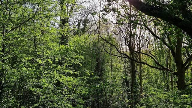 Bingham Park and Whiteley Woods - Park in nether edge