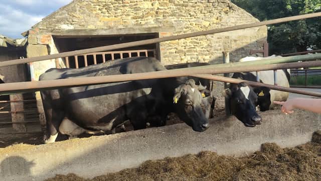 Cows in a barn with a stone structure, surrounded by hay and green trees under a partly cloudy sky.