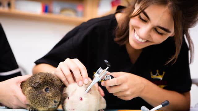 Kingston Veterinary Group - Vets in hull