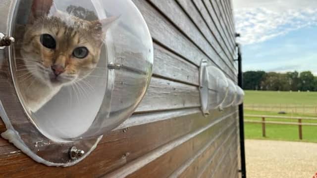 A cat peeks through a round window on a wooden wall, with a grassy field visible in the background.