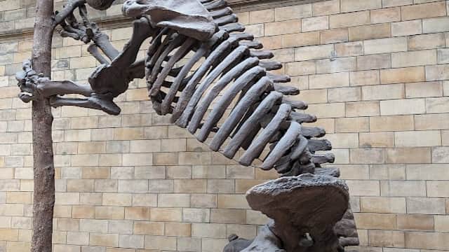Skeletal dinosaur exhibit with a large ribcage and limbs, set against a stone wall with informational signage.