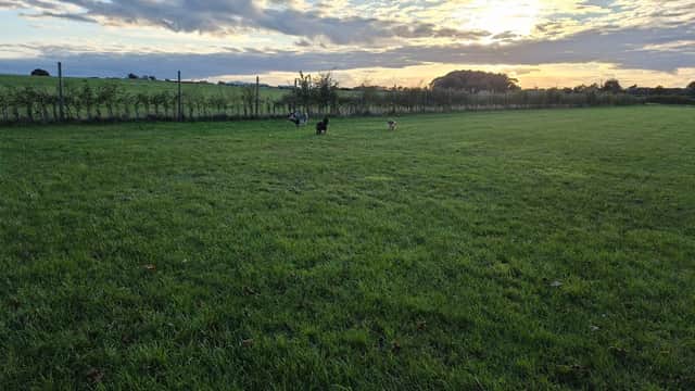 Expansive green field at sunset with dogs playing, surrounded by a fence and distant trees under a colorful sky.
