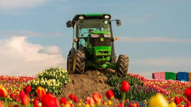 York Tulip Fields