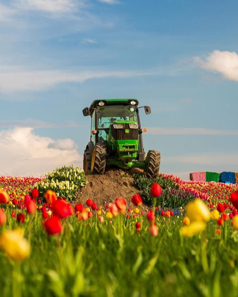 York Tulip Fields