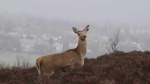 Blacka Moor Nature Reserve - Nature Reserves in hathersage