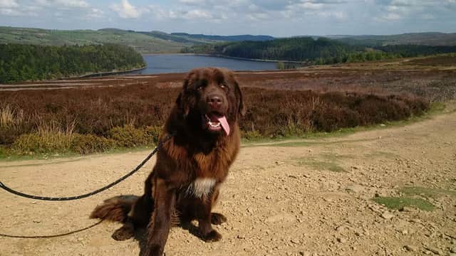 Barnsley Pet Care - Vets in barnsley