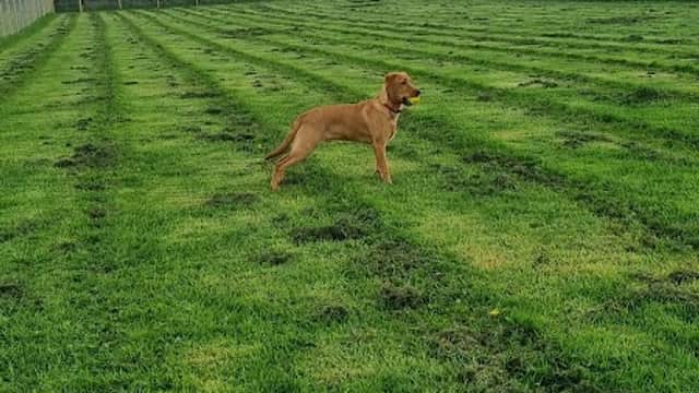 A brown dog stands in a grassy field with cloudy skies in the background, surrounded by fenced areas.