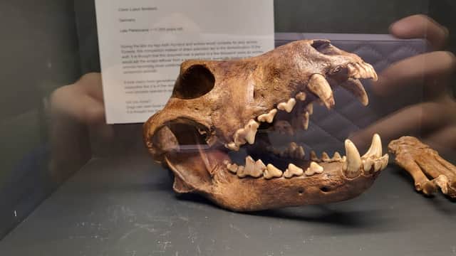 Natural Sciences Museum - Museum in sheffield