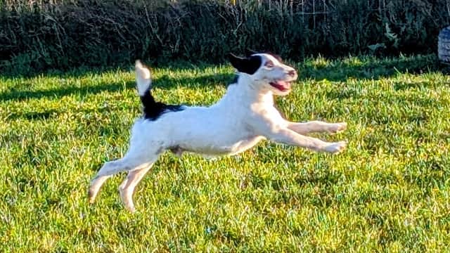 A lively dog leaps joyfully across a grassy field at Furfields Dog Park in Newthorpe, North Yorkshire.