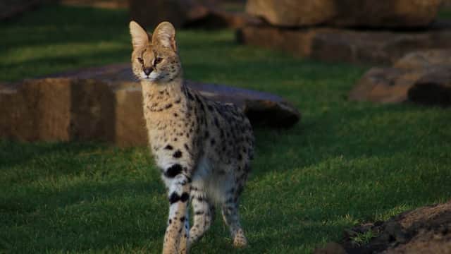 Ponderosa Zoo - Zoos in dewsbury